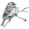 embroidery designs
